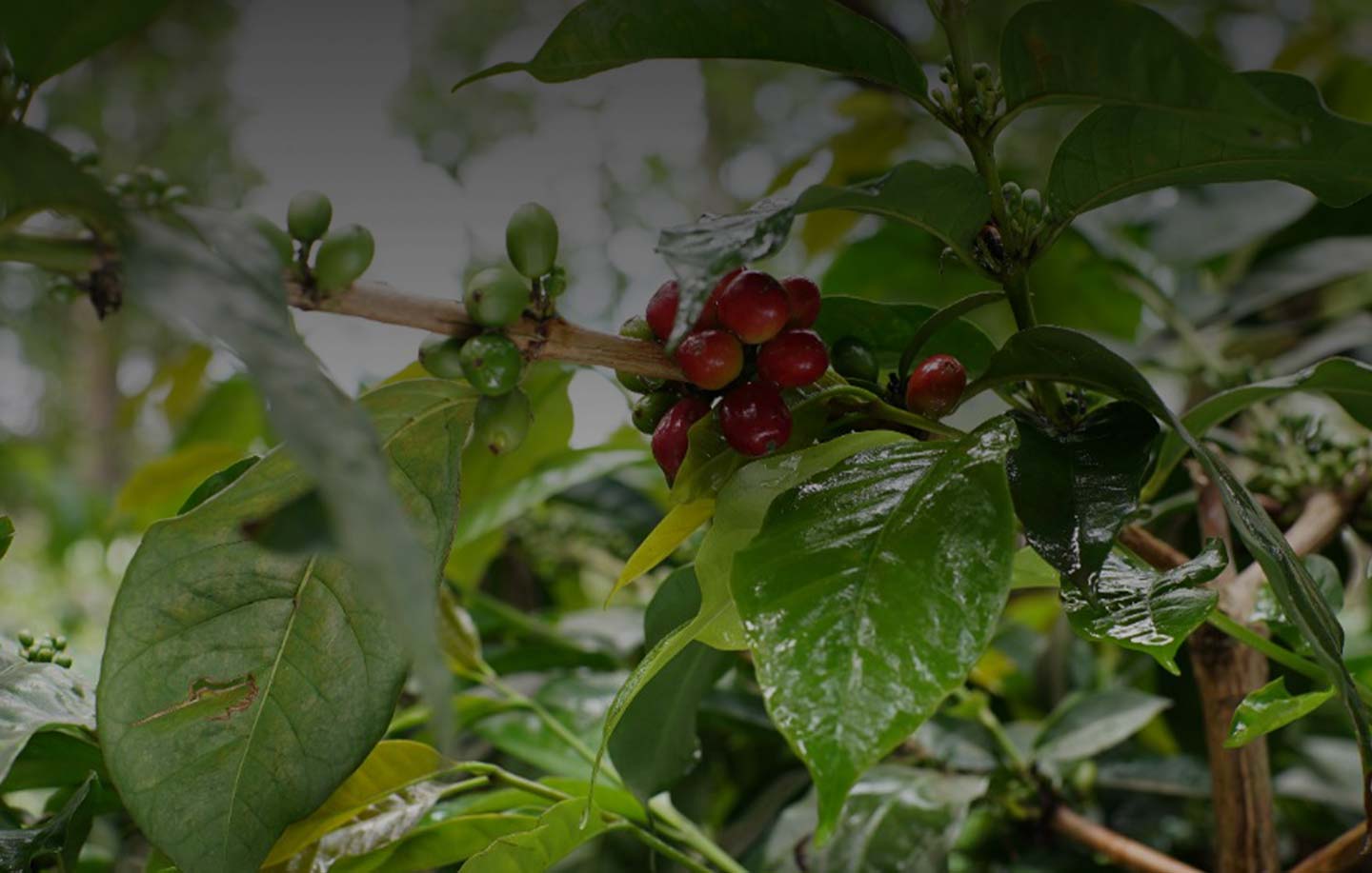 Des plantations de café dans le monde entier pour des goûts propres à chaque pays