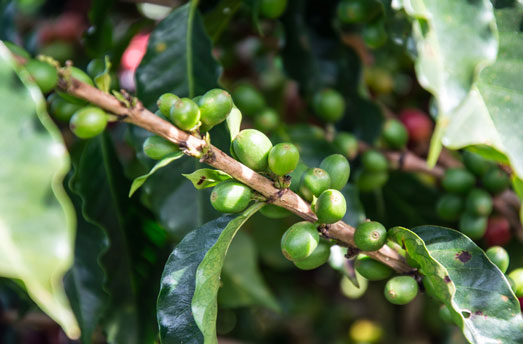 production de café